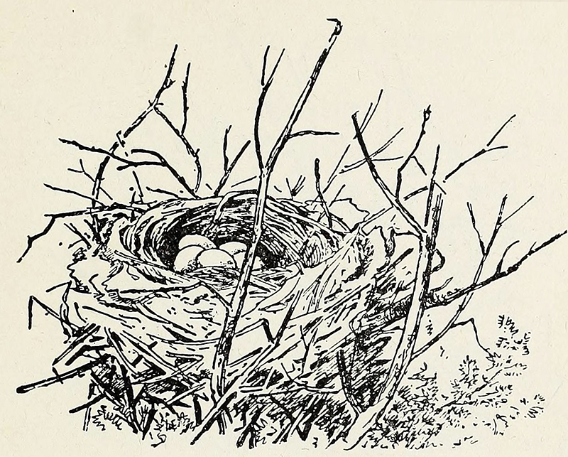 From Dominion Language Series I by Daniels, Hall, Matthews & MacKenzie, 1931