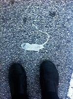 Suspicious street splatter