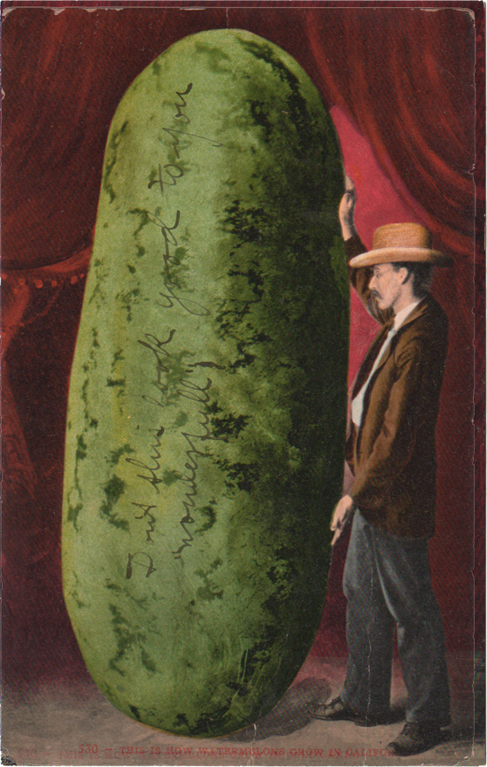 This is how watermelons grow in California