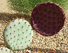 Cactus Erroneous