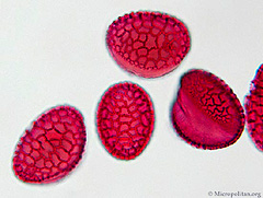 lilly_pollen.jpg