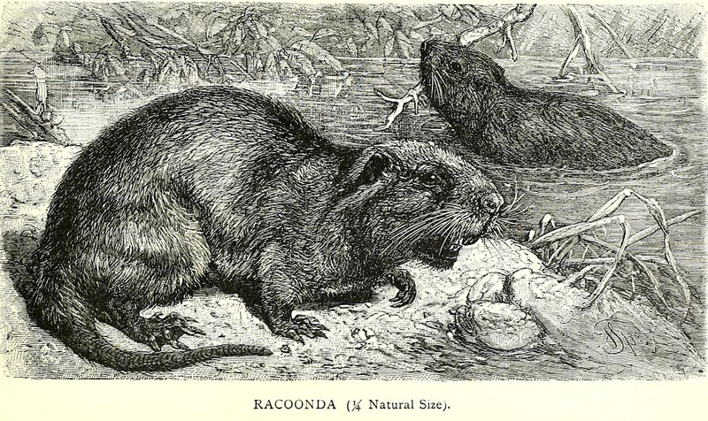 Abecedarian : posts tagged rodent