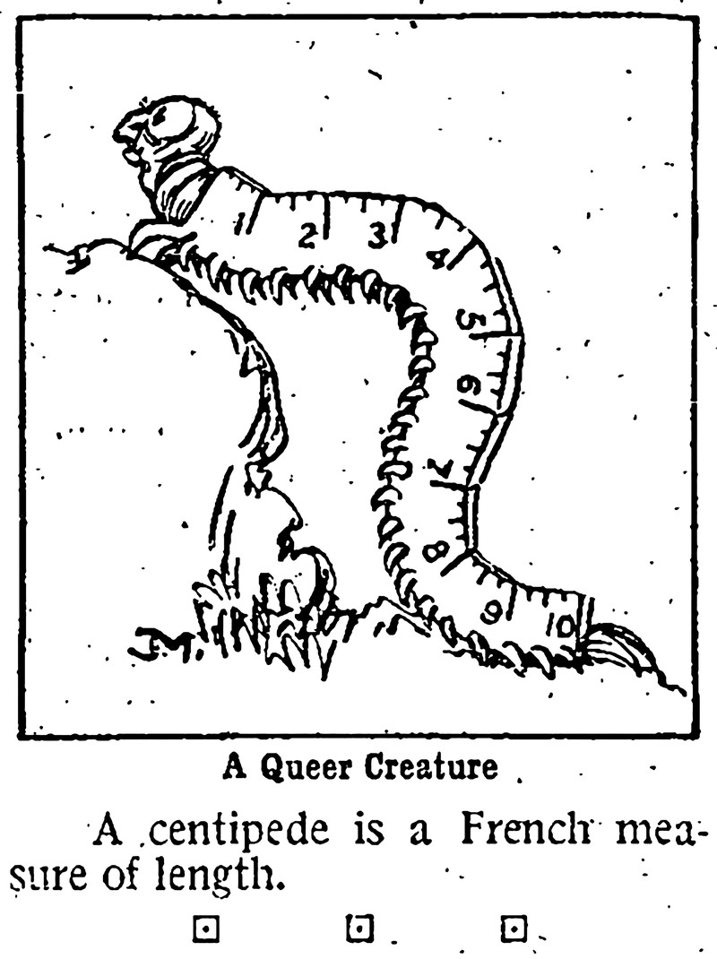 Abecedarian : posts tagged centipede